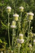 Dipsacus laciniatus